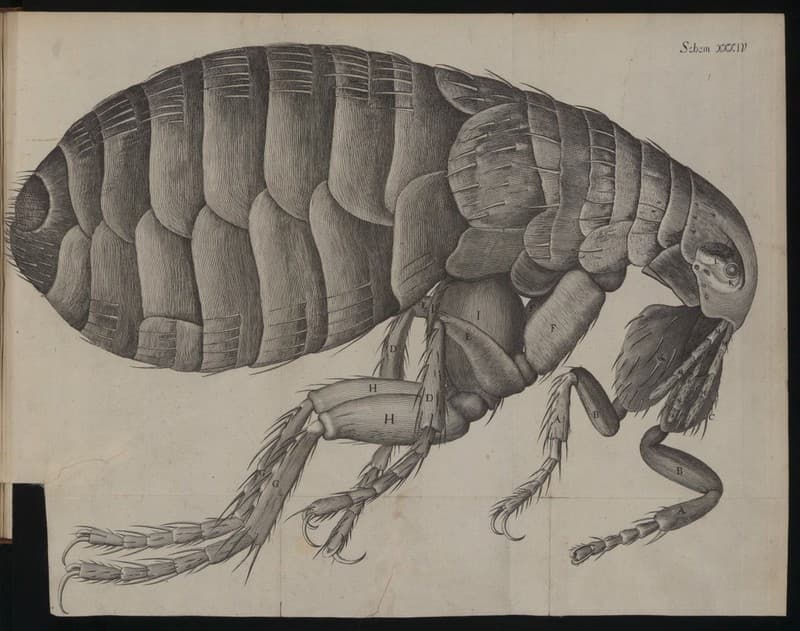 Robert Hooke's engraving of a flea from Micrographia, 1665